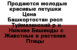 Продаются молодые красивые петушки › Цена ­ 450 - Башкортостан респ., Туймазинский р-н, Нижние Бишинды с. Животные и растения » Птицы   
